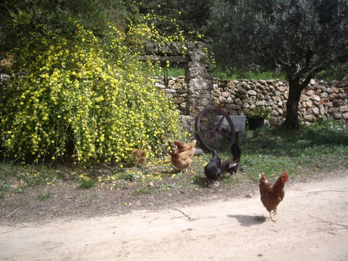 L' Oliveraie De Plerimond Aups Dış mekan fotoğraf